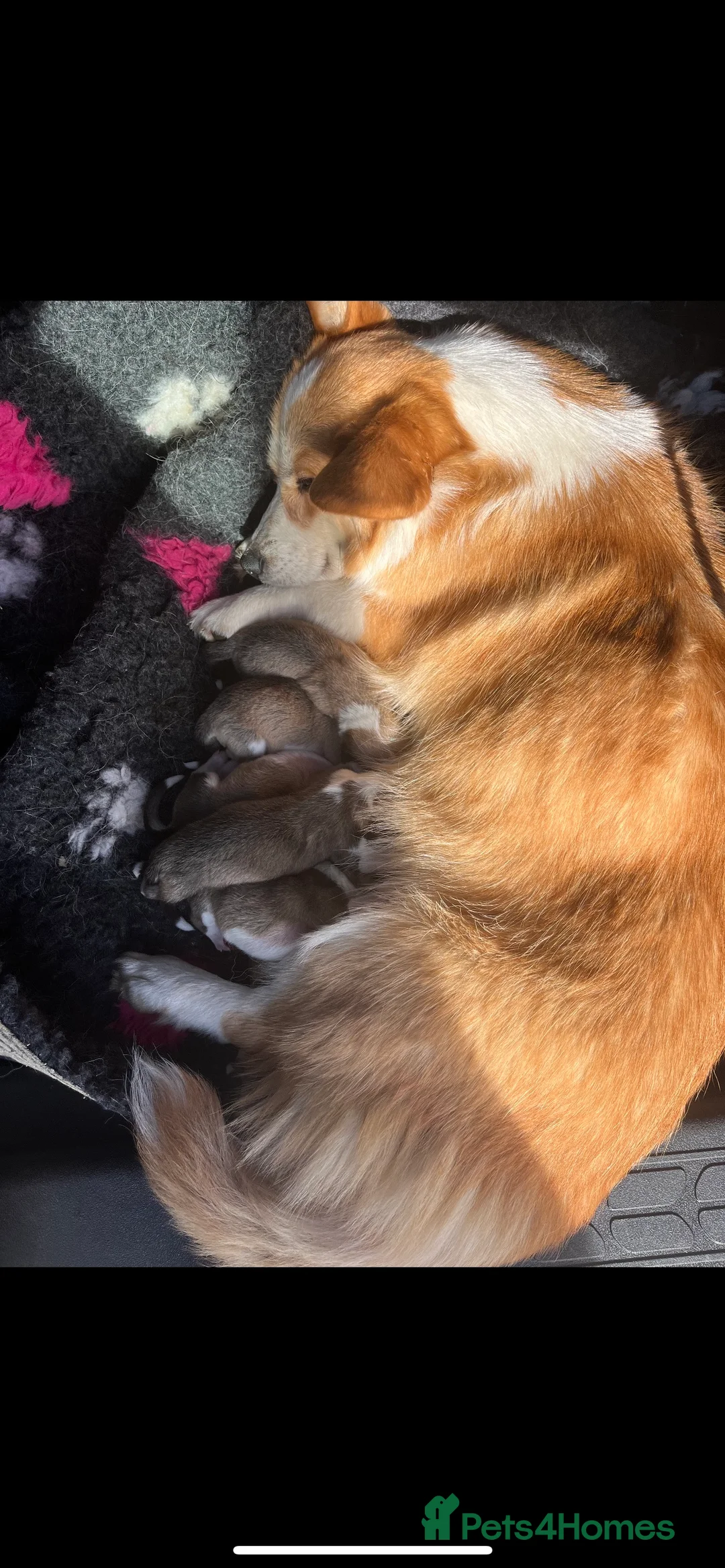 Welsh Corgi Pembroke dogs for stud: TOP QUALITY PROVEN !!! KC Pembroke Corgi for stud in Rugby - Advert 26