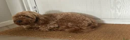 Cockapoo dogs for sale: Cockerpoo in Bolton - Advert 7