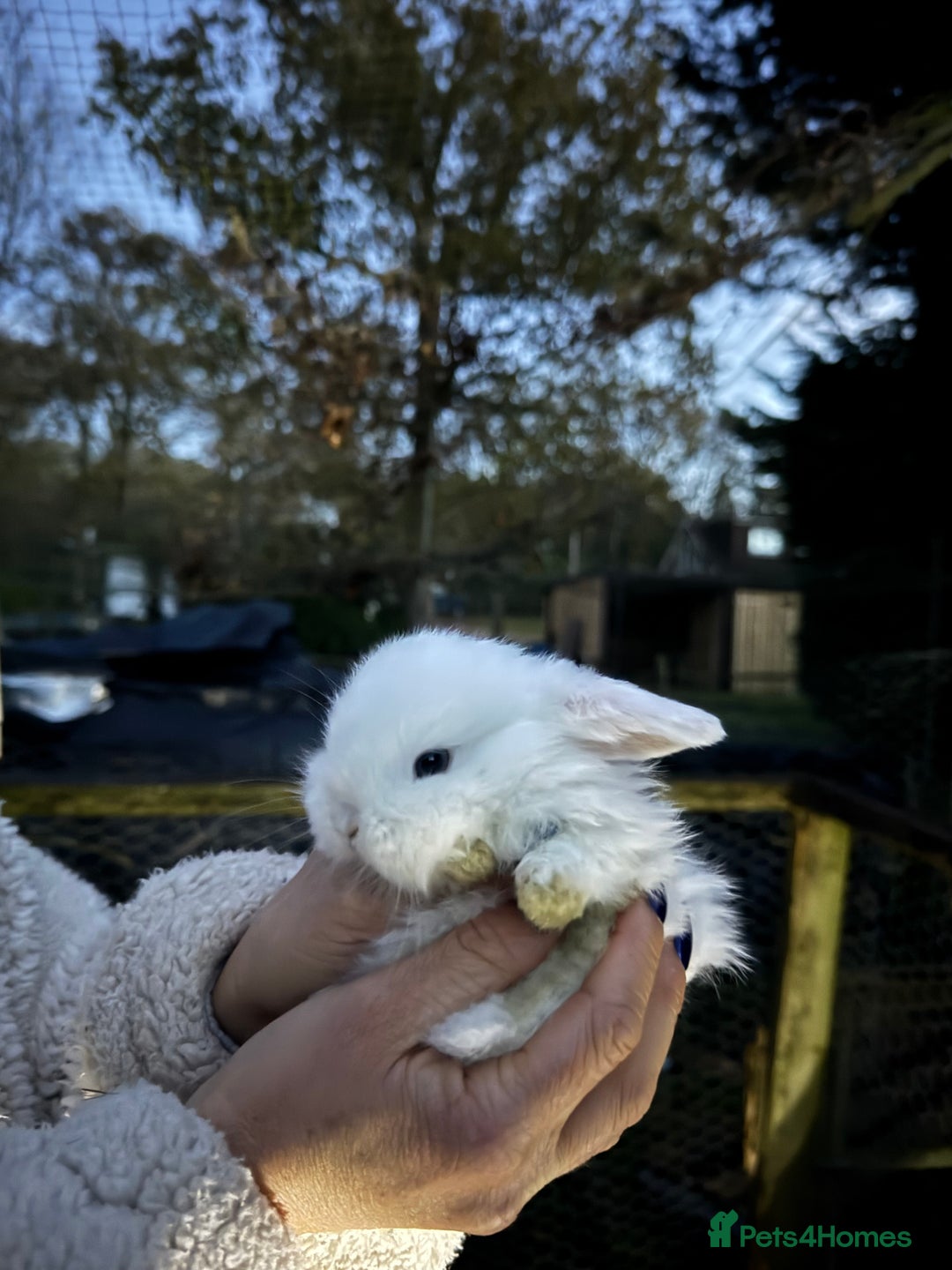Mini Lop rabbits for sale: One beautiful mini lop left  - Advert 2