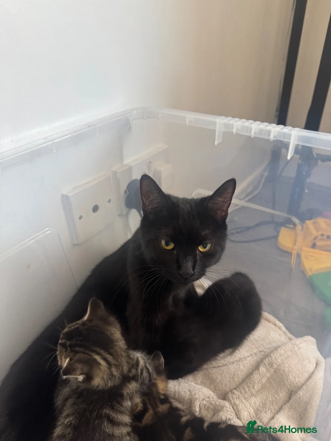 Maine Coon cats for sale: Maine coon mixed kittens  - Advert 1