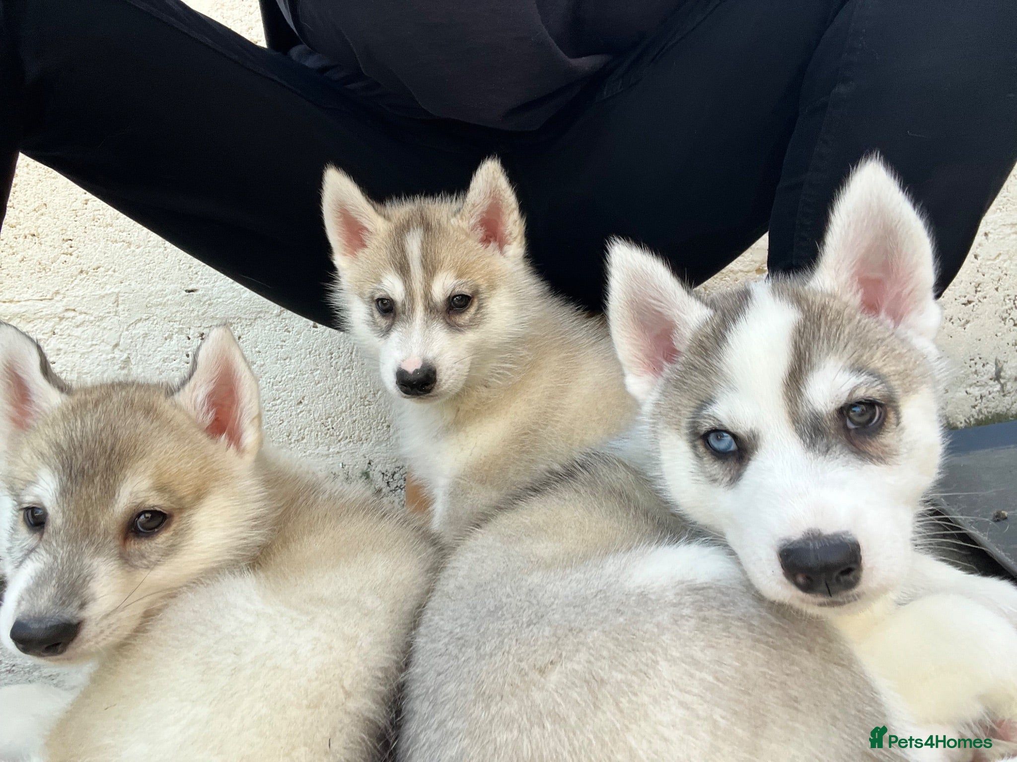 Siberian Husky dogs 2 Siberian husky male pups - Advert 1