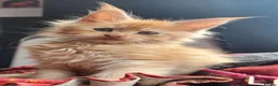 Maine Coon cats for sale: 6 Maine Coon kittens for sale  - Advert 16
