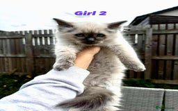 Ragdoll cats for sale: Ragdoll Kittens - Image 14