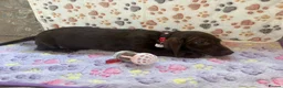 Dachshund dogs for sale: Dachshund puppies  - Advert 7
