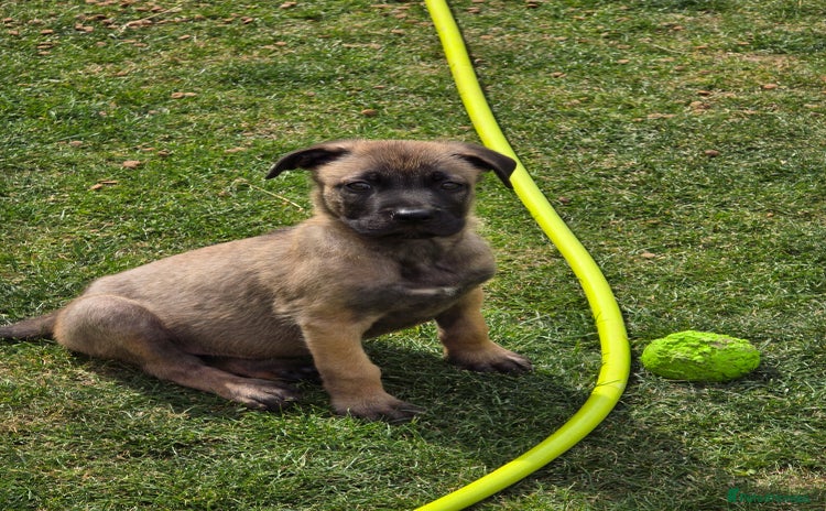 Mixed Breed dogs - Advert 1