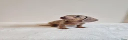 Miniature Dachshund dogs for sale: Beautiful Miniature Dachshund Puppies  - Advert 8