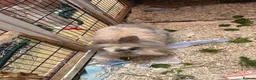 Lionhead rabbits for sale: 1 buck. 1 doe - Advert 3