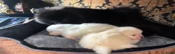 Pomeranian dogs for sale: Pomeranian puppies  in Birmingham - Advert 6