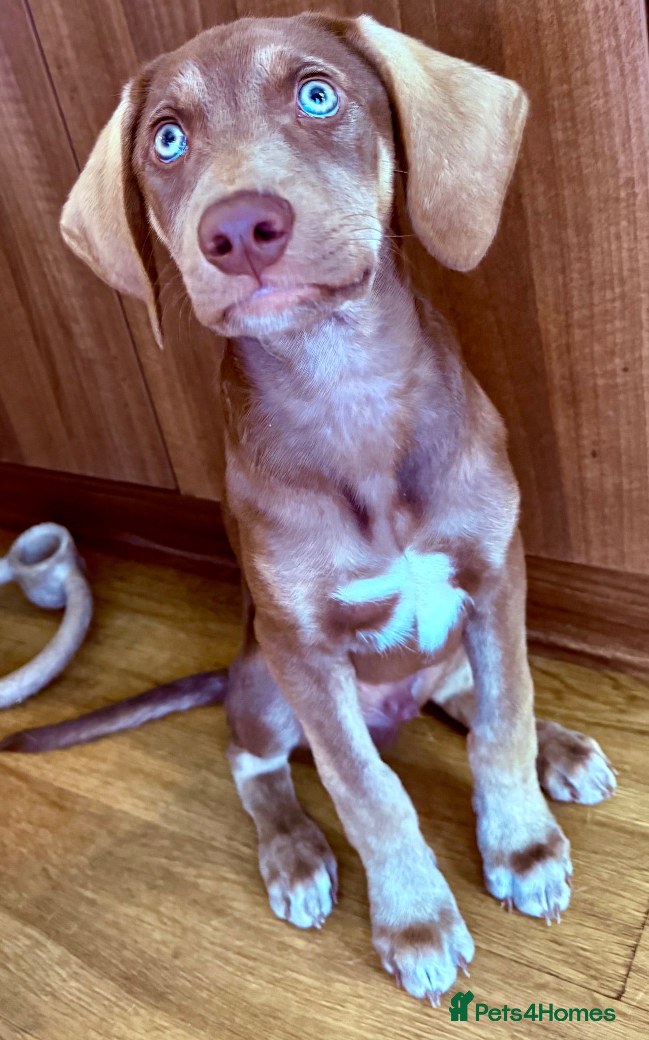 Mixed Breed dogs Waiting to Go -Stunning Husky Shepherd x Weim Boys - Advert 1