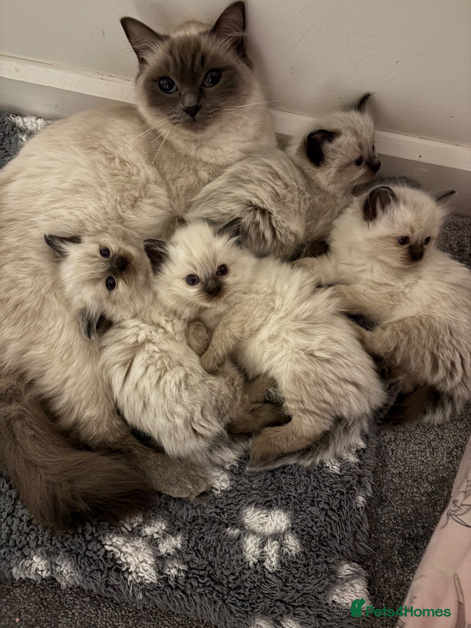 Ragdoll cats Fluffy ragdolls ready for forever home  - Advert 11