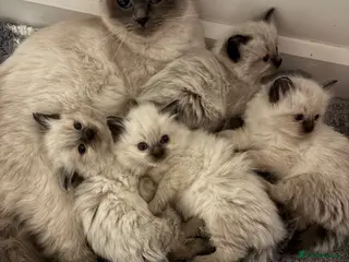 Ragdoll cats Fluffy ragdolls ready for forever home - Advert 11