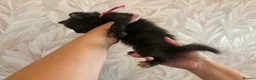 Mixed Breed cats for sale: Cute little kittens  - Advert 14