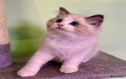 Ragdoll cats for sale: WORLD BEATIFUL RAGDOLL KITTEN/FIFe - Image 12
