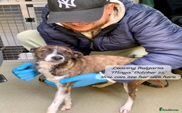Mixed Breed dogs for adoption: Maya, 1 yr old approx, Available for adoption. - Image 12