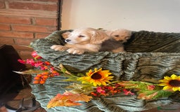 Cockapoo dogs for sale: Beautiful f1 cockapoo puppies - Image 6