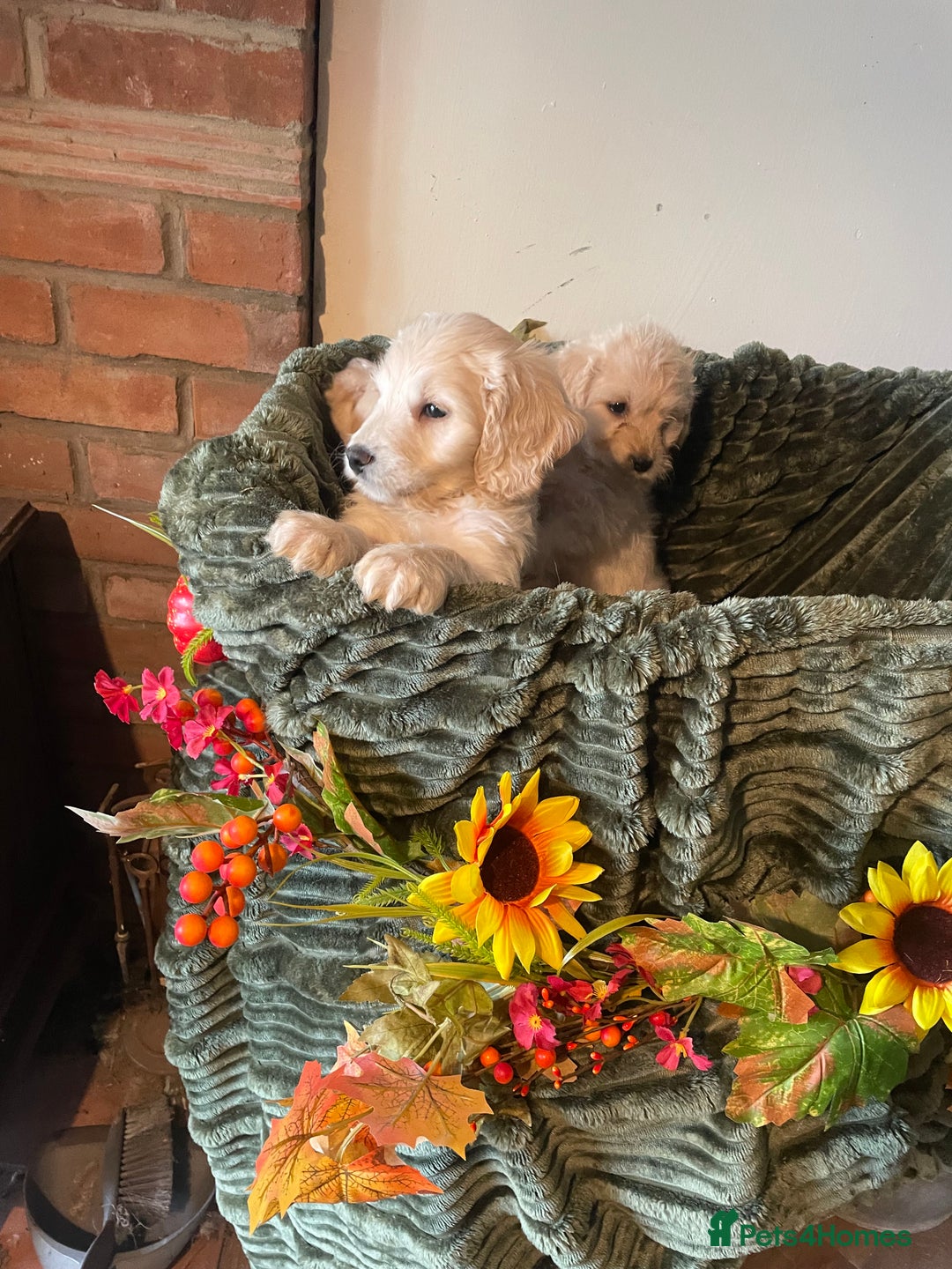 Cockapoo dogs for sale: Beautiful f1 cockapoo puppies - Image 6