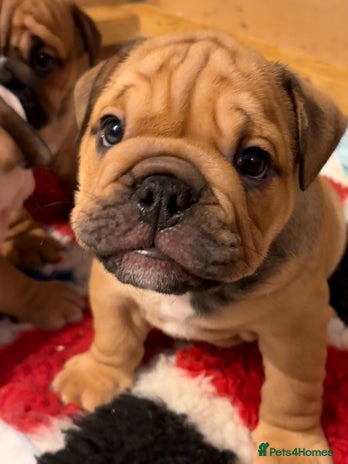 English Bulldog dogs - Advert 3