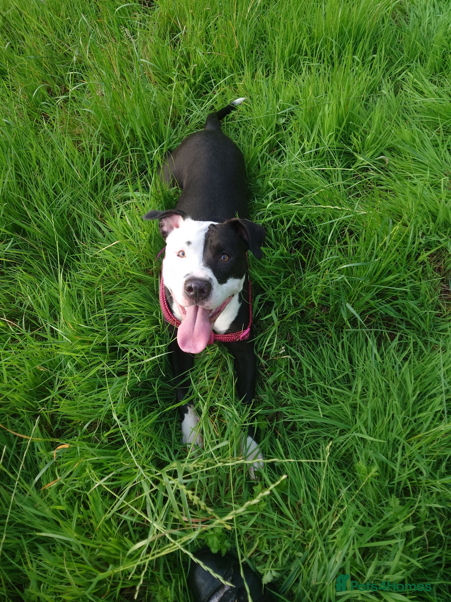 Mixed Breed dogs Zara needs a loving forever home! - Advert 15