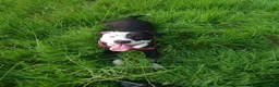 Mixed Breed dogs for sale: Zara needs a loving forever home! - Advert 7