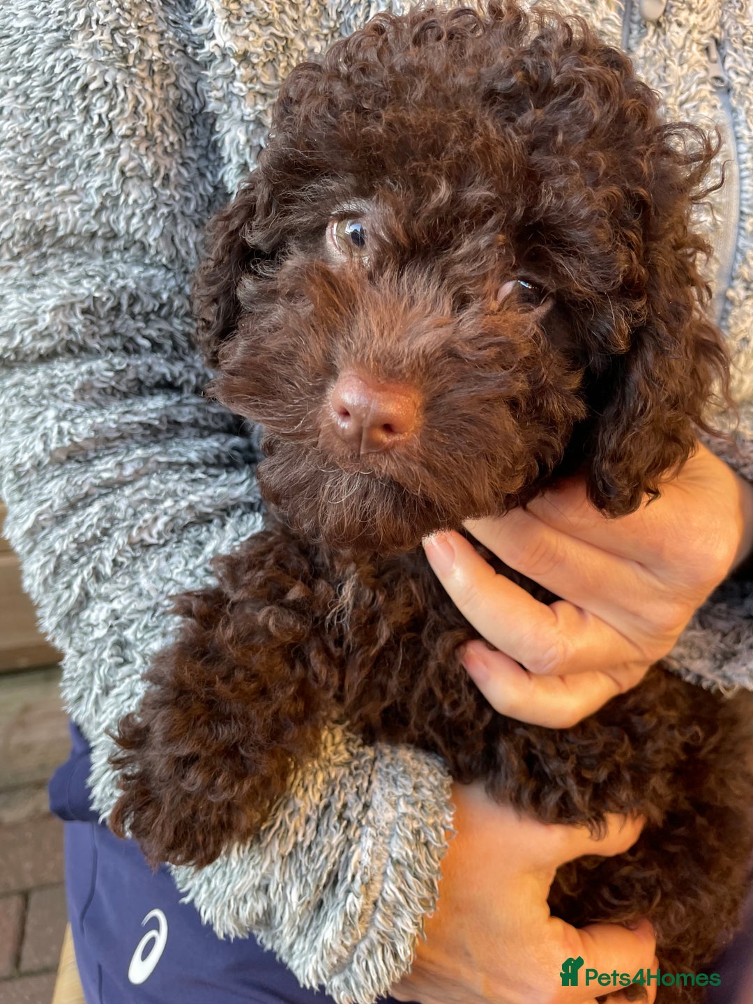 Miniature Poodle dogs for sale: Gorgeous Miniature Poodle puppies  - Advert 10