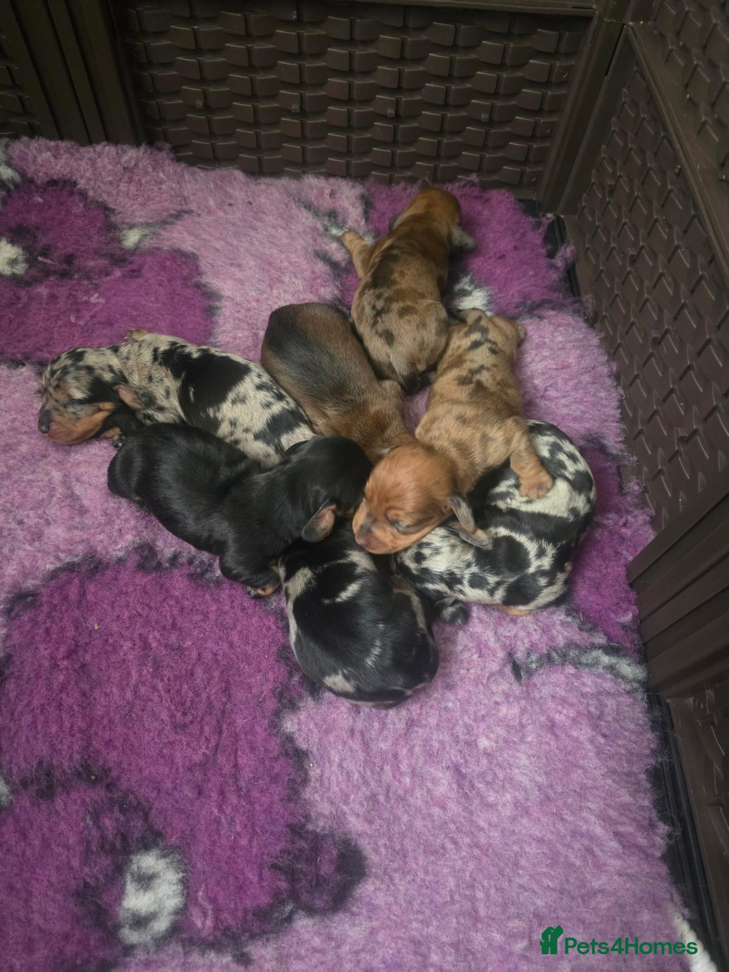 Miniature Dachshund dogs Gorgeous mini dachshund puppies - Advert 1