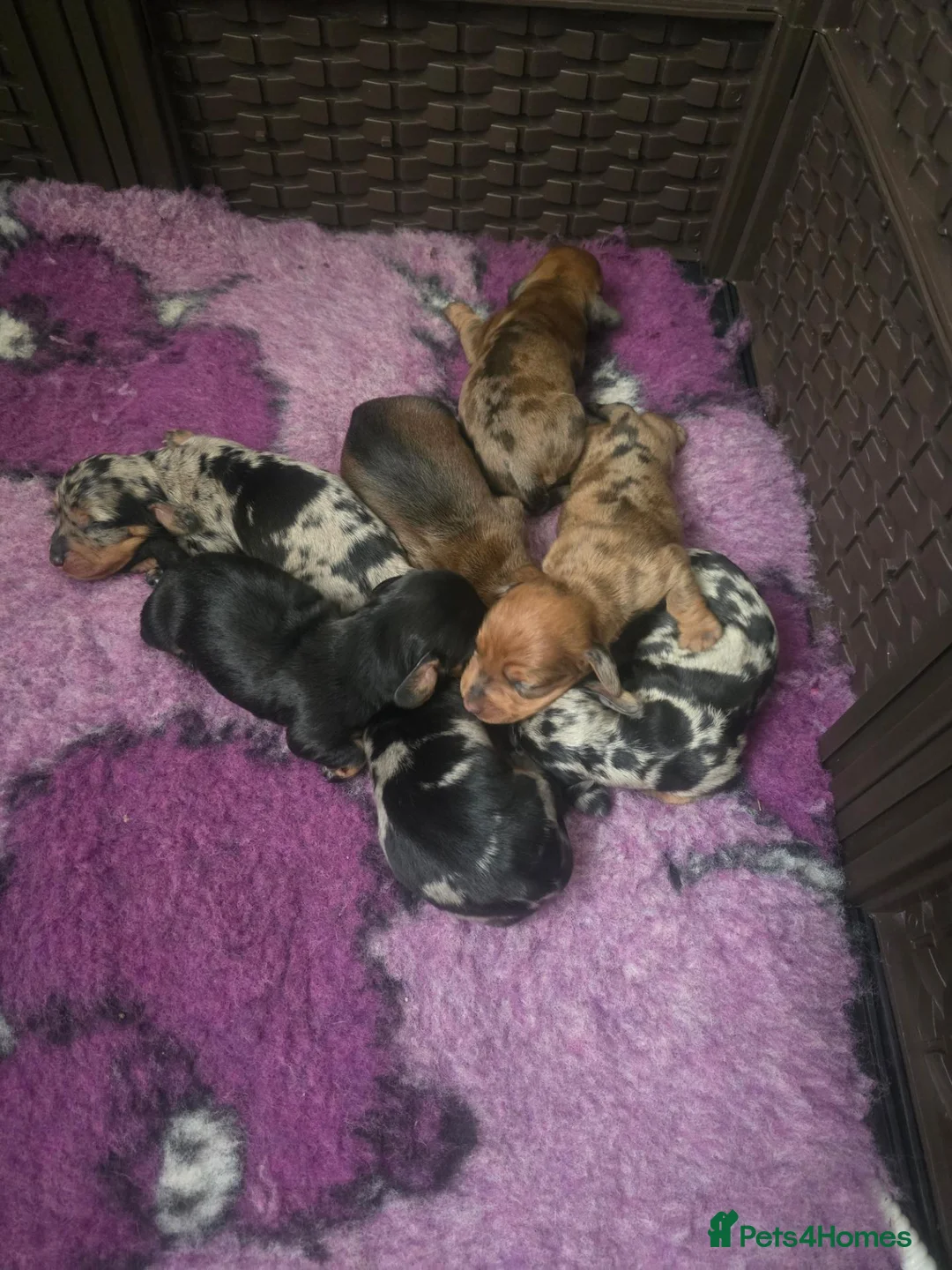 Miniature Dachshund dogs for sale: Gorgeous mini dachshund puppies in Morecambe - Advert 1