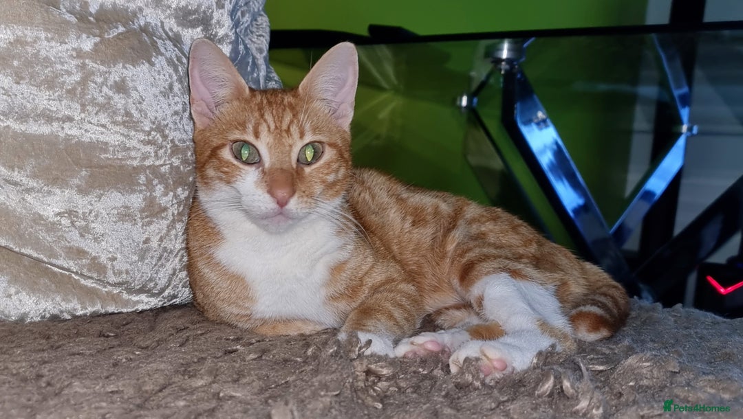 British Shorthair cats for sale: Beautiful kitten for sale - Advert 5