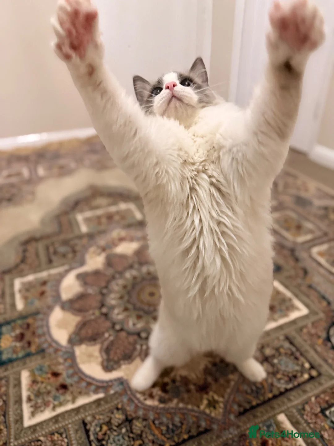Ragdoll cats for sale: Male Ragdoll 1.3 years old - Advert 2