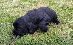 Cocker Spaniel dogs for sale: KC registered working cocker spaniel puppies. - Image 16