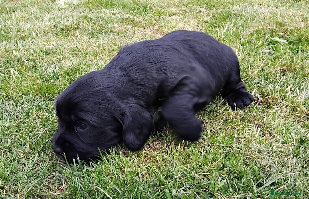 Cocker Spaniel dogs for sale: KC registered working cocker spaniel puppies. - Image 16