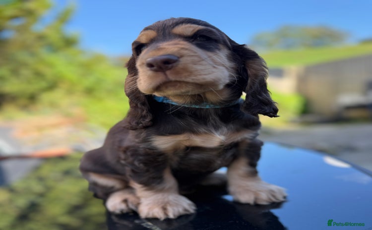 Cocker Spaniel dogs - Advert 10