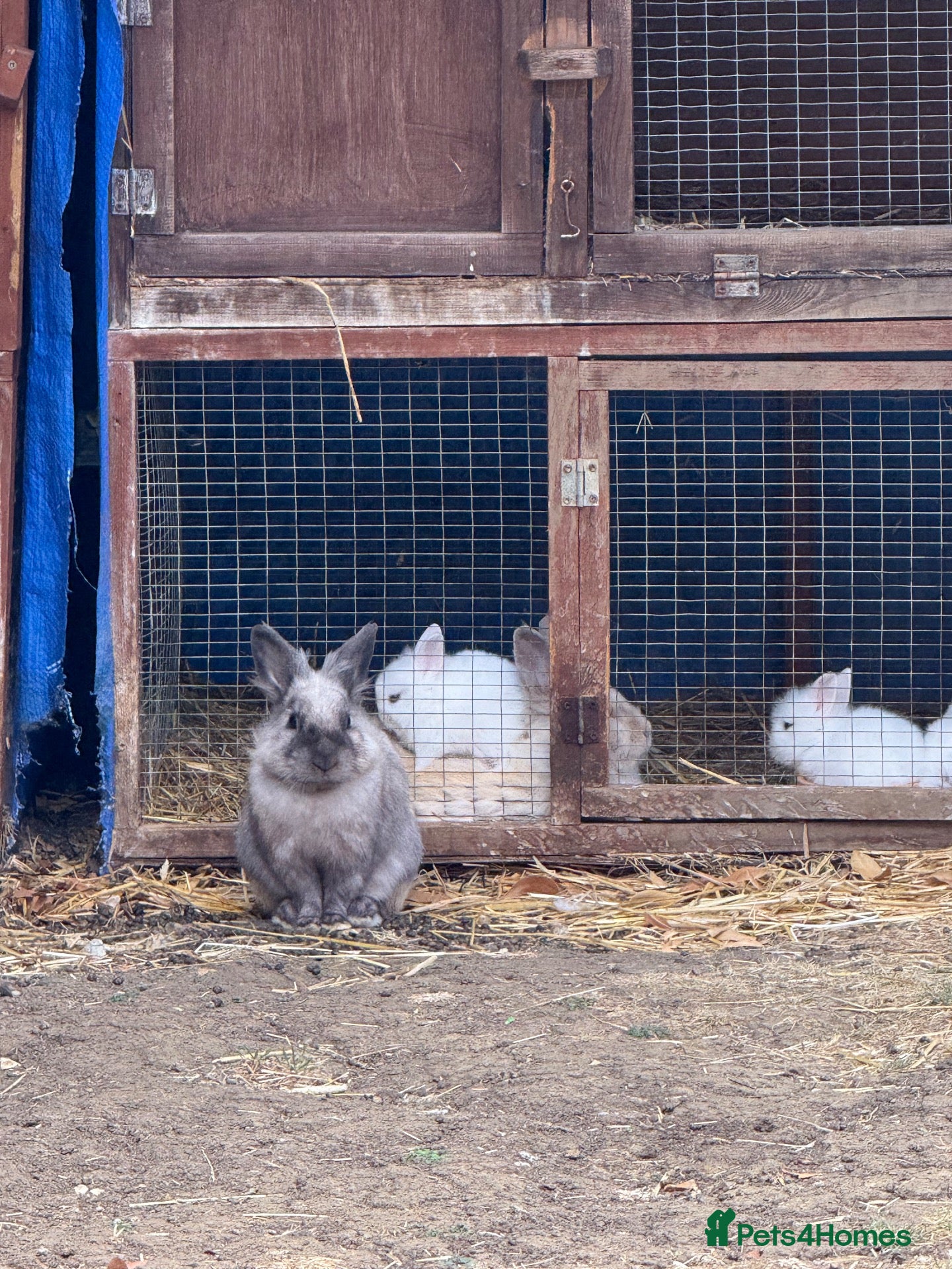 Lionhead rabbits 3 x lionhead rabbits avalible for rehoming  - Advert 1