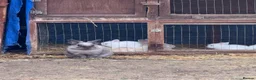 Lionhead rabbits for sale: 3 x lionhead rabbits avalible for rehoming  - Advert 1