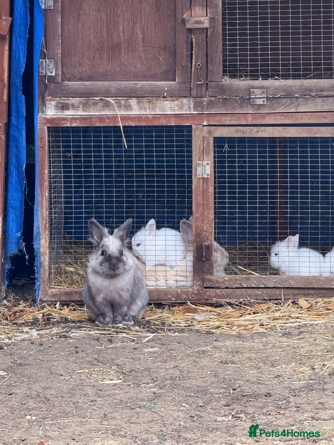 Lionhead rabbits for sale: 3 x lionhead rabbits avalible for rehoming  - Advert 1