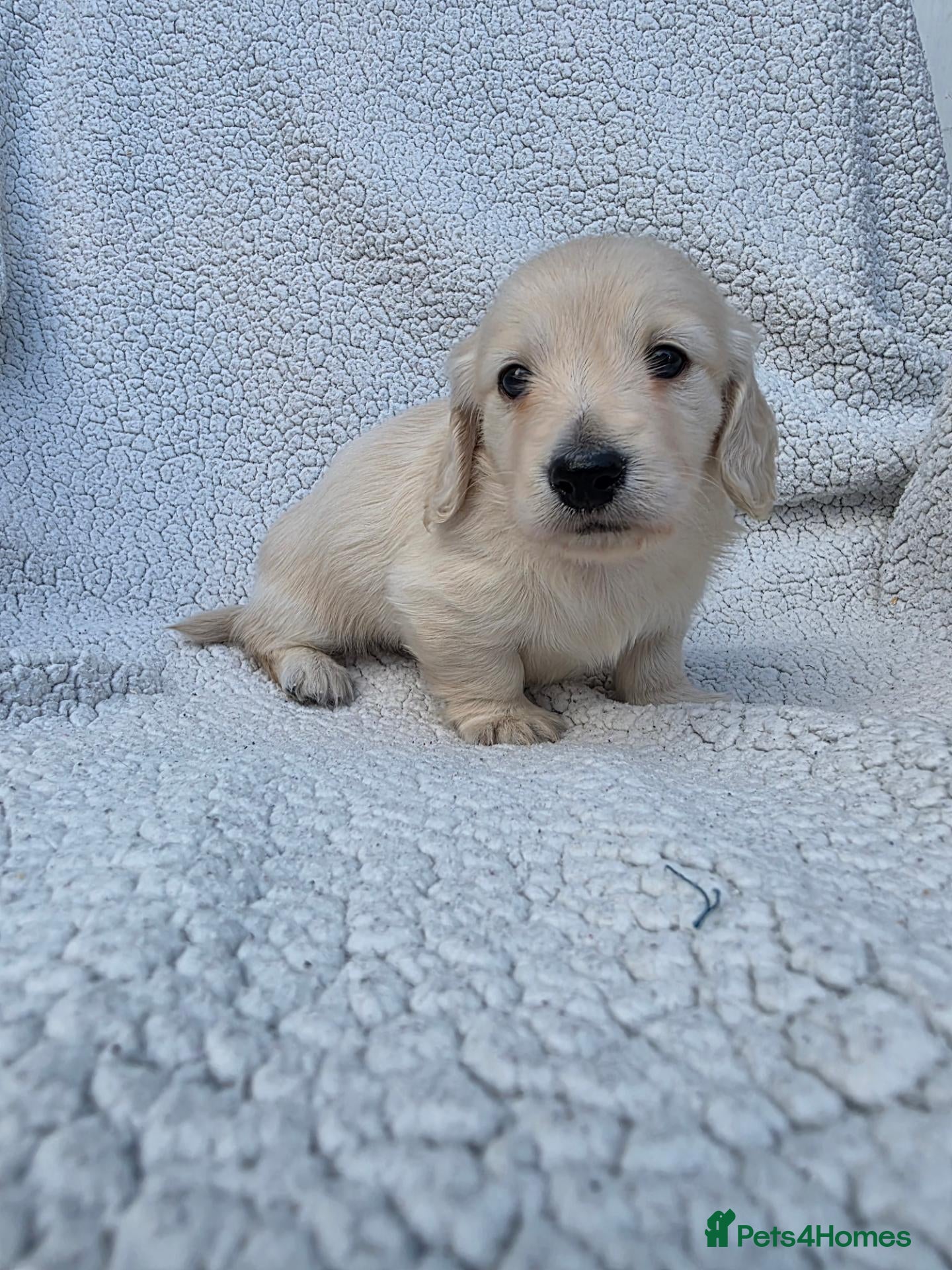 Miniature Dachshund dogs ⭐KC Boy Clear Cream Long-Haired Mini Daxi⭐ - Advert 16