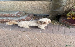 Miniature Poodle dogs for sale: 1.5 years old Miniature Poodle boy for loving home - Image 11