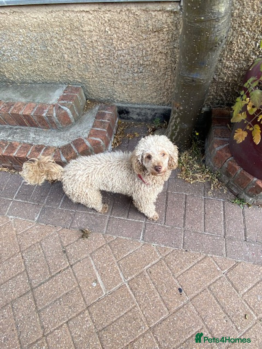 Miniature Poodle dogs for sale: 1.5 years old Miniature Poodle boy for loving home - Image 11