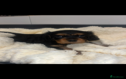 Cavalier King Charles Spaniel dogs for sale: Gorgeous King Charles cavalier pups🐶 - Image 2