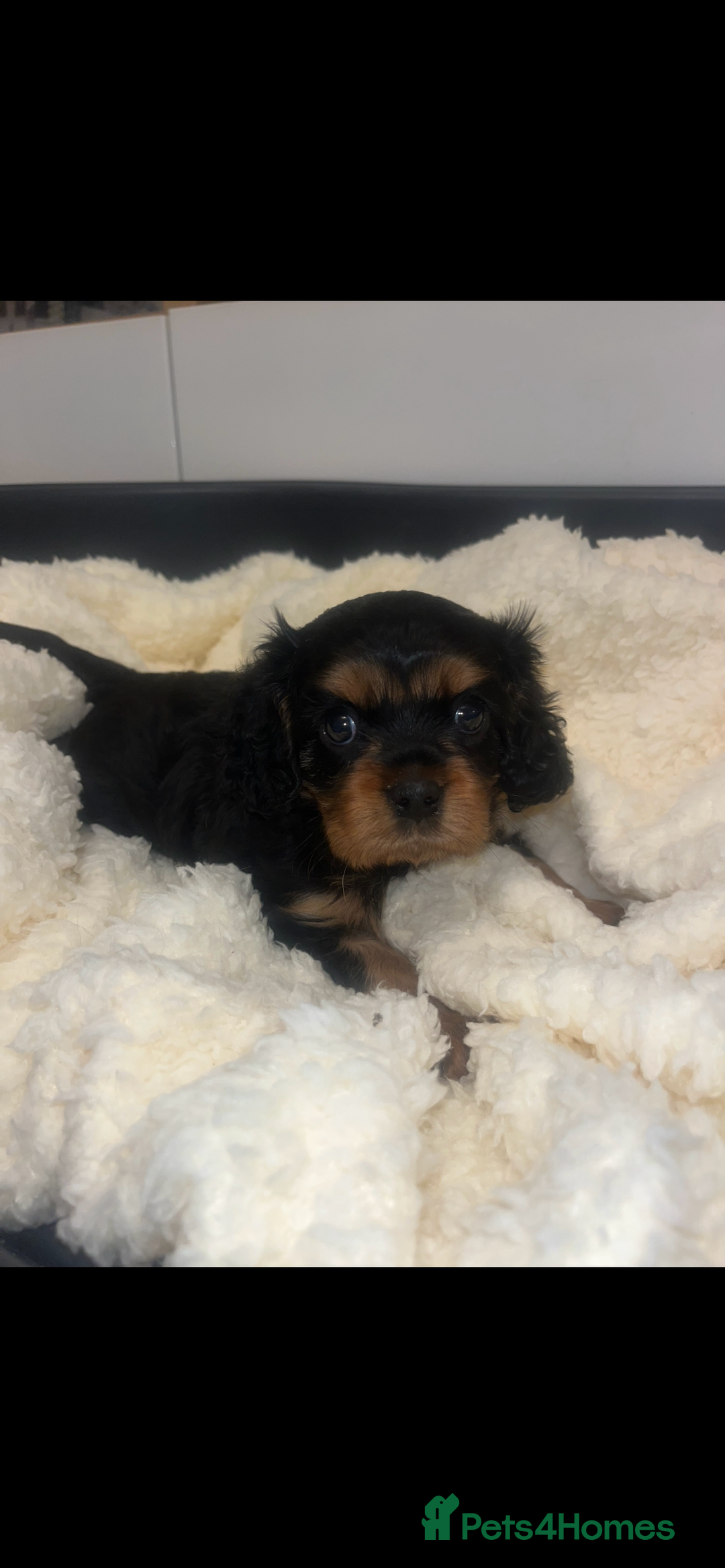 Cavalier King Charles Spaniel dogs for sale: Gorgeous King Charles cavalier pups🐶 - Image 2