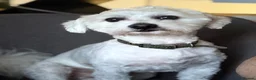 Bichon Frise dogs for stud: Mr MILE in London - Advert 3