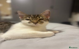 Domestic Shorthair cats for sale: Ash and Goose - Image 10