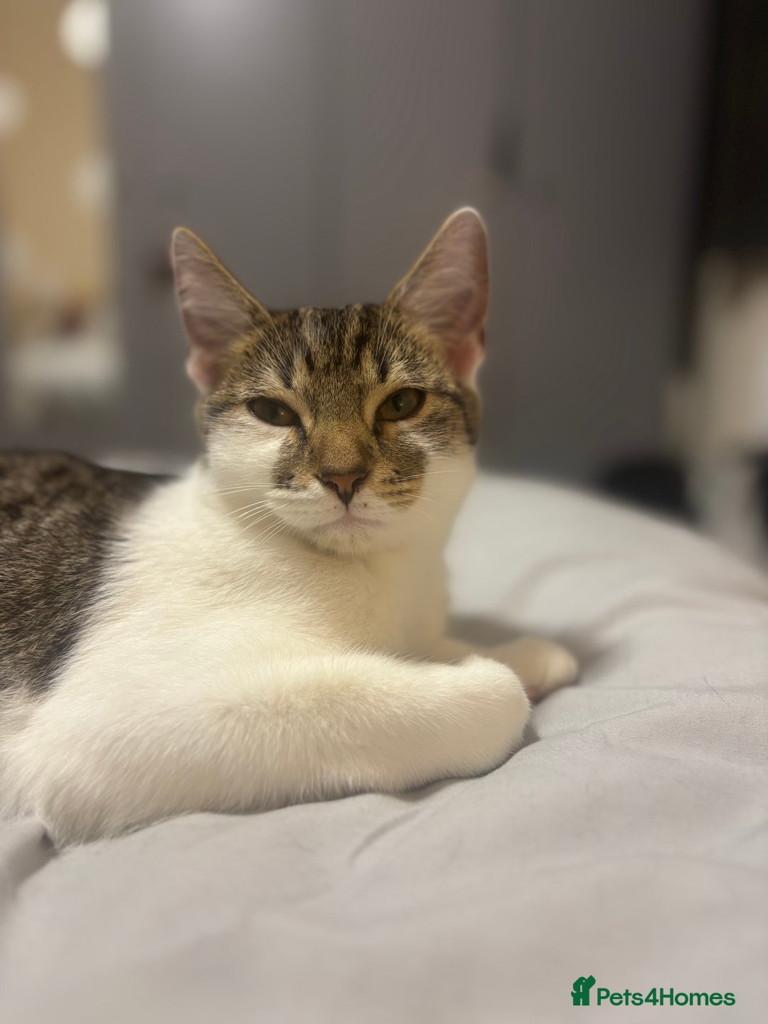 Domestic Shorthair cats for sale: Ash and Goose - Image 10