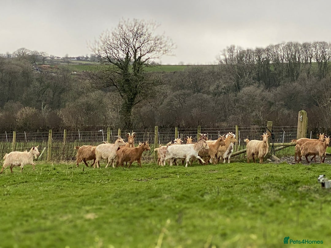 Goats livestock for sale: Royal Golden Guernsey adults, kids + yearlings - Image 6