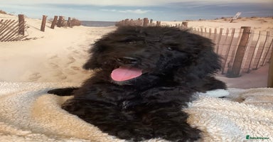 Poodle dogs - Advert 8