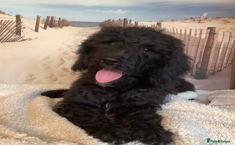 Poodle dogs - Advert 1