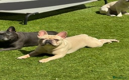 French Bulldog dogs for stud: 🌟🔥LILAC PLATINUM KC REG FRENCH BULLDOG STUD🔥🌟 in Uxbridge - Image 7