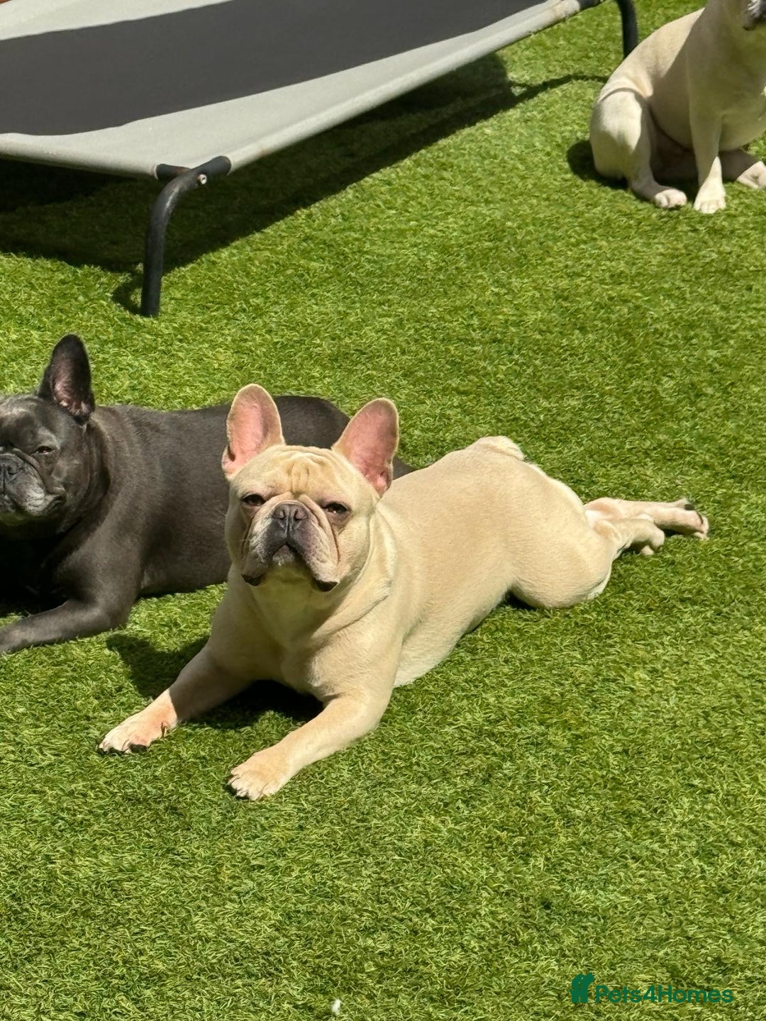 French Bulldog dogs for stud: 🌟🔥LILAC PLATINUM KC REG FRENCH BULLDOG STUD🔥🌟 in Uxbridge - Image 7