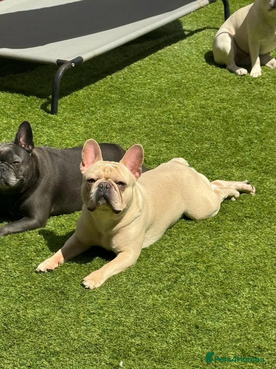 French Bulldog dogs for stud: 🌟🔥LILAC PLATINUM KC REG FRENCH BULLDOG STUD🔥🌟 in Uxbridge - Advert 8
