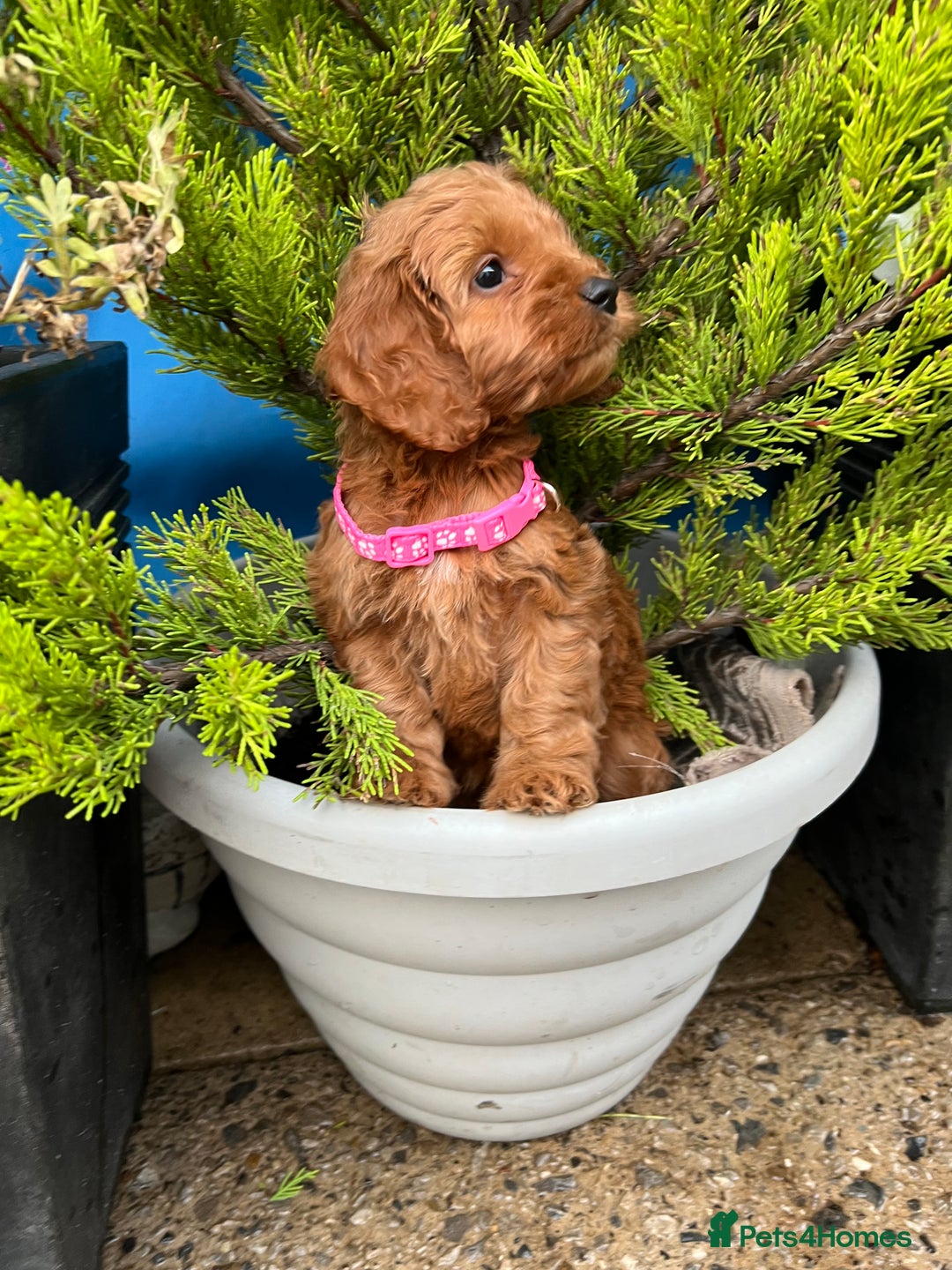 Cockapoo dogs for sale: LAST GIRL!!!!! F1 Cockapoo Puppies!!! - Advert 19