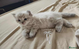 Ragdoll cats for sale: 🐾🌸GCCF Adorable purebred Ragdoll Kittens🌸🐾 - Image 15